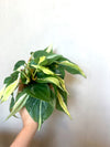 Philodendron Rio