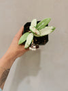 Hoya Acuta Variegata
