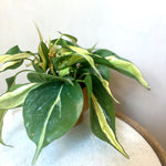 Philodendron Rio