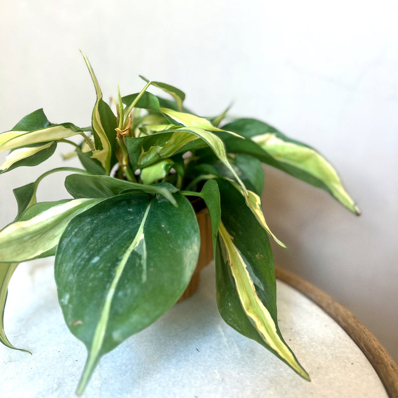 Philodendron Rio