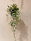 Hoya Parviflora