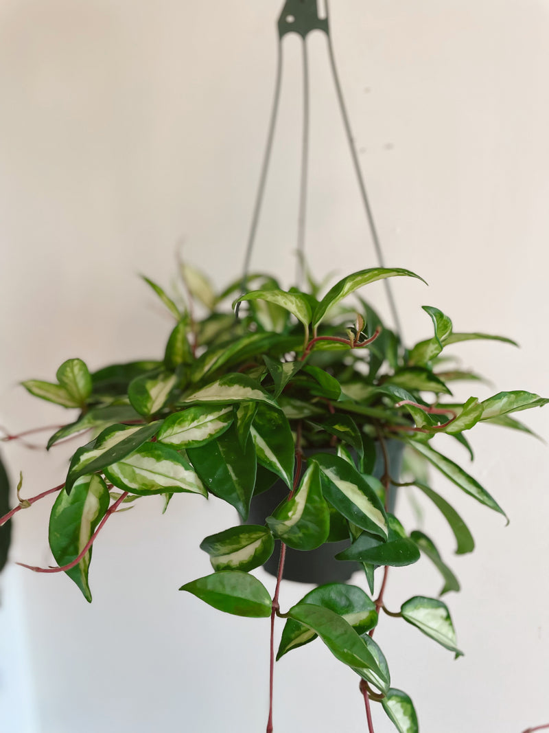 Hoya Krimson Princess