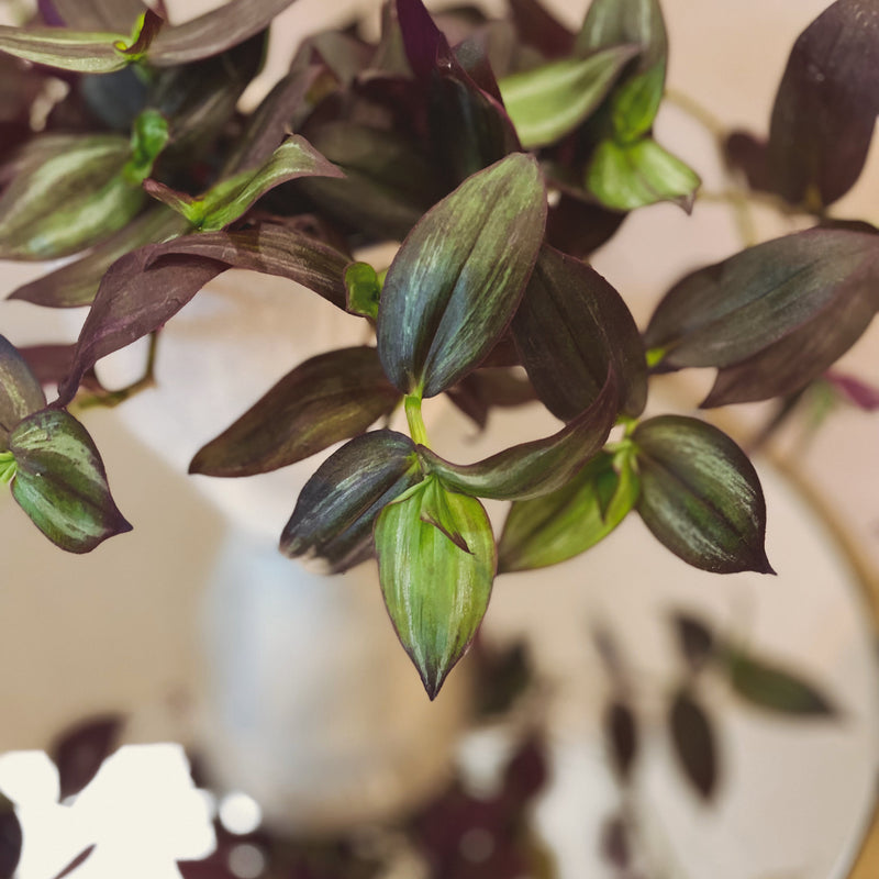 Tradescantia Zebrina 'Deep Purple - Wandering Dude
