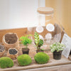 Terrarium Workshop 9/12