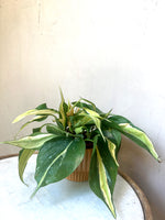 Philodendron Rio