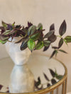Tradescantia Zebrina 'Deep Purple - Wandering Dude