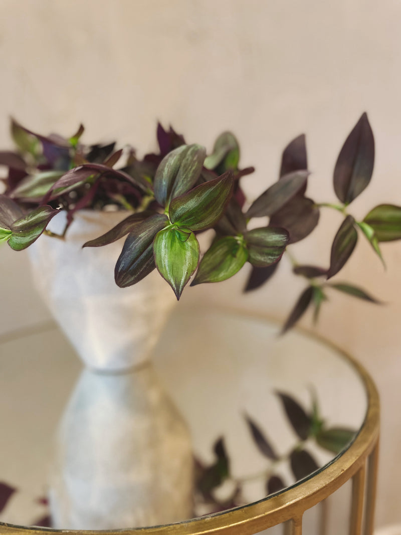Tradescantia Zebrina 'Deep Purple - Wandering Dude