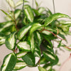 Hoya Krimson Princess