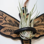 Death's Head Moth Airplant Holder Hanging Suncatcher