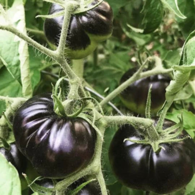 Black Beauty Tomato Garden + Gift Seed Packet