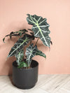 Alocasia Polly