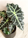 Alocasia Polly