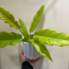 Philodendron Golden Crocodile