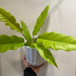 Philodendron Golden Crocodile