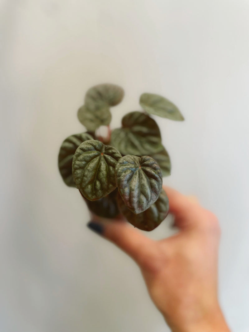 Ripple Peperomia (assorted)