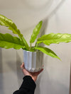 Philodendron Golden Crocodile