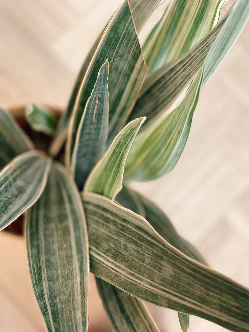 Sansevieria 'Sayuri'
