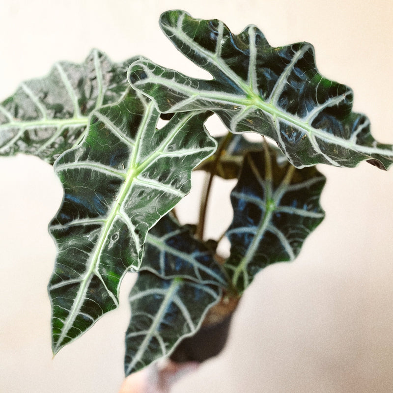 Alocasia Polly