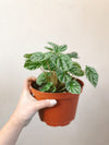 Ripple Peperomia (assorted)