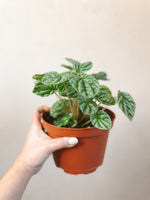 Ripple Peperomia (assorted)