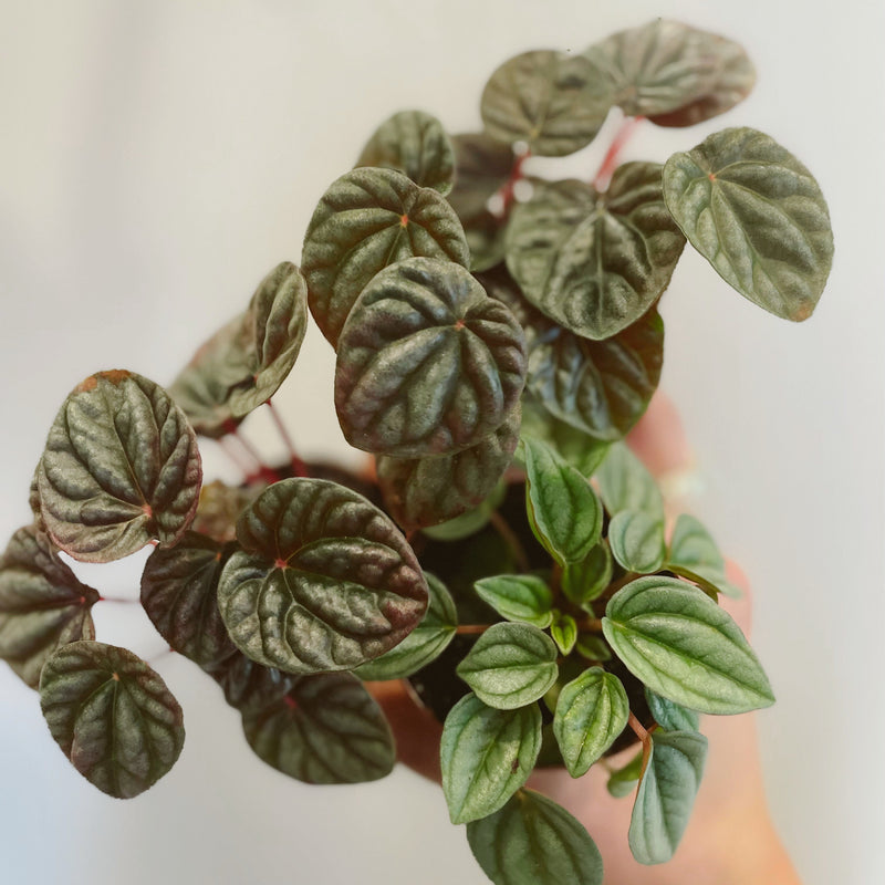 Ripple Peperomia (assorted)