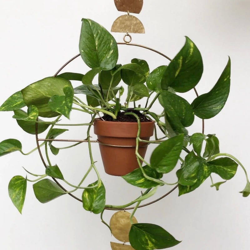 Dance of the Harvest Moon Planter