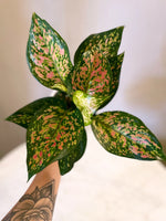 Aglaonema Sparkling Sarah