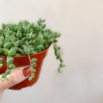 String of Tears