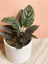 Calathea Ornata