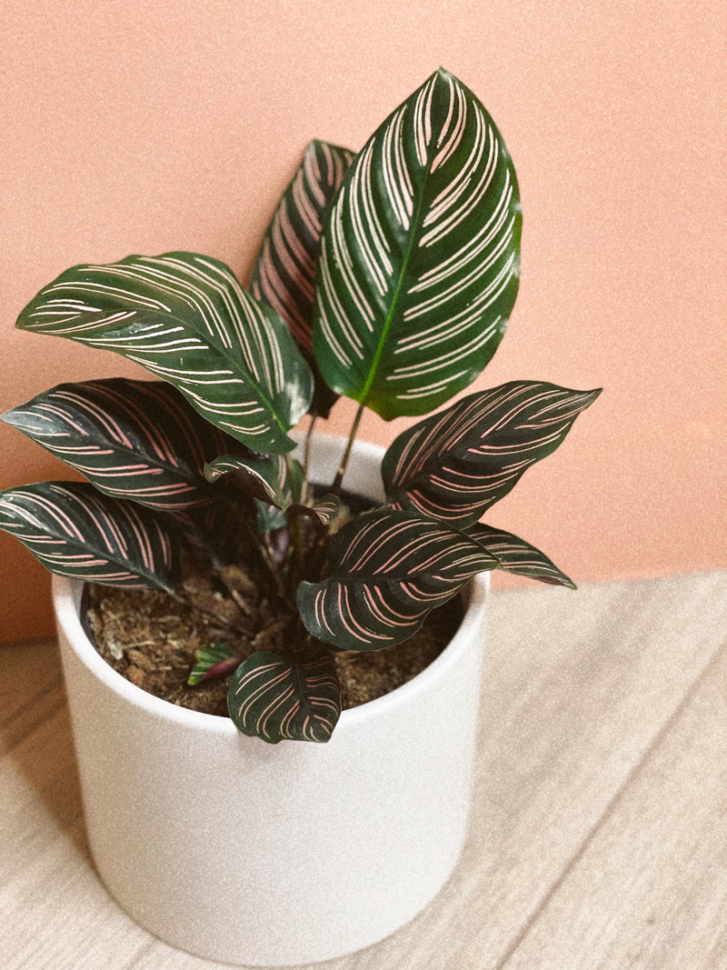 Calathea Ornata