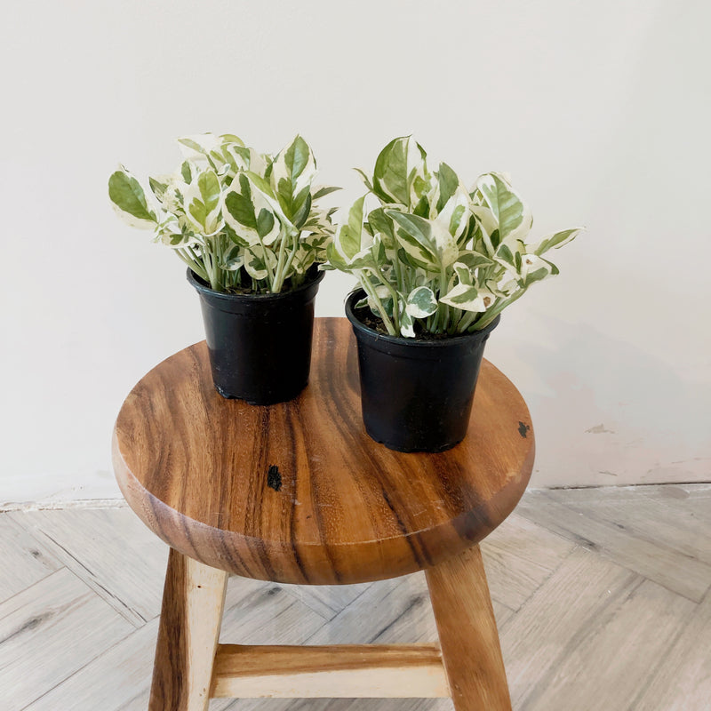 pothos n joy soil Pothos 'N Joy' – The Terracotta Room