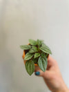 Ripple Peperomia (assorted)