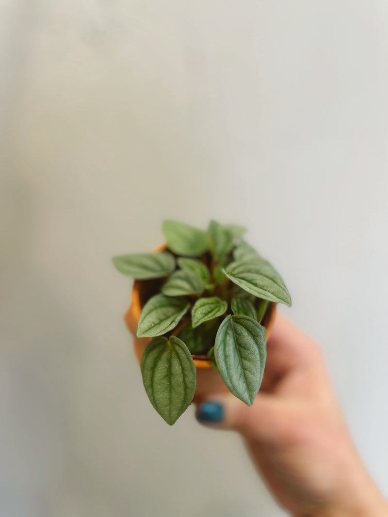Ripple Peperomia (assorted)