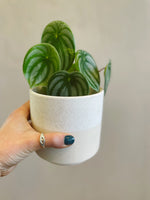 Watermelon Peperomia