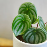 Watermelon Peperomia