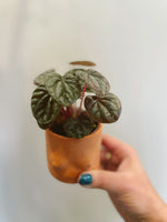 Ripple Peperomia (assorted)