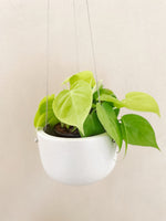 Hanging Ceramic Planter