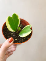 Variegated Trailing Sweetheart Hoya