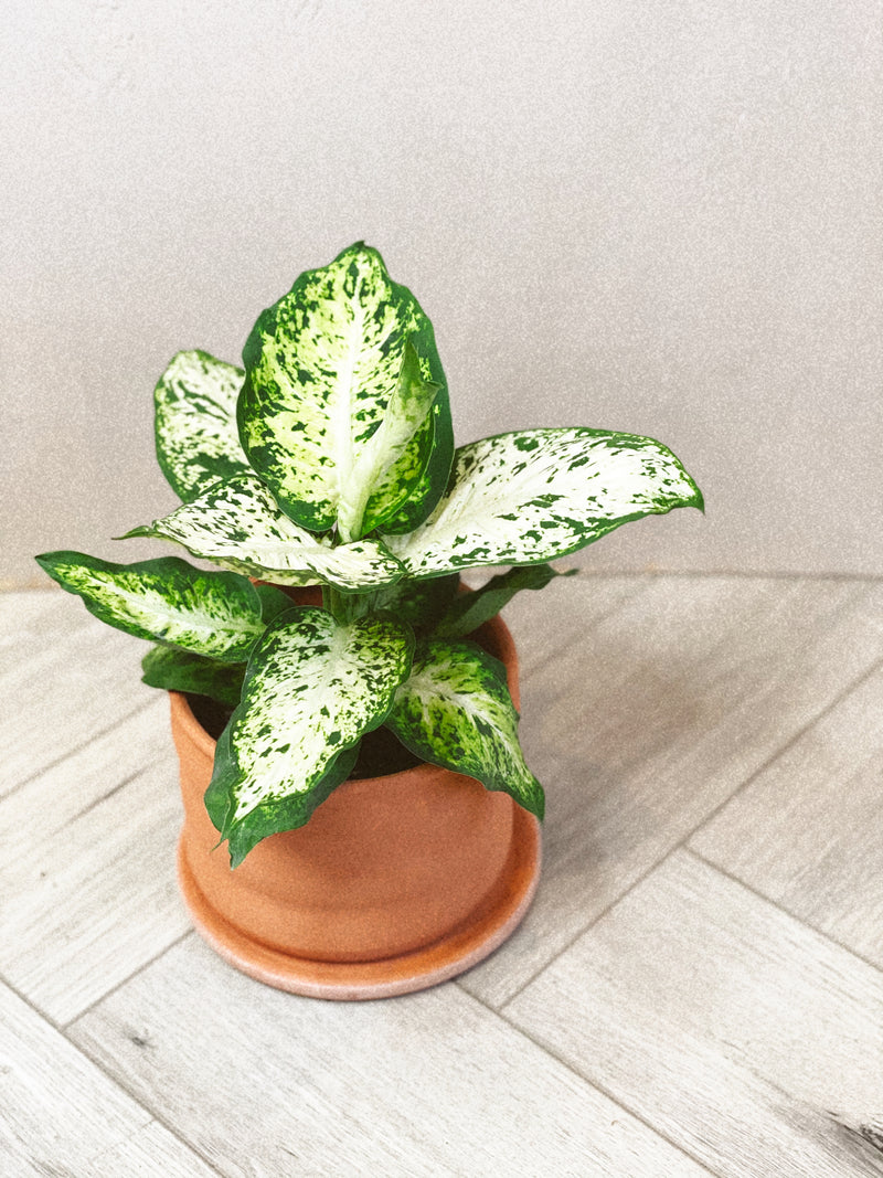 Dieffenbachia Amy