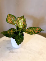 Aglaonema Sparkling Sarah