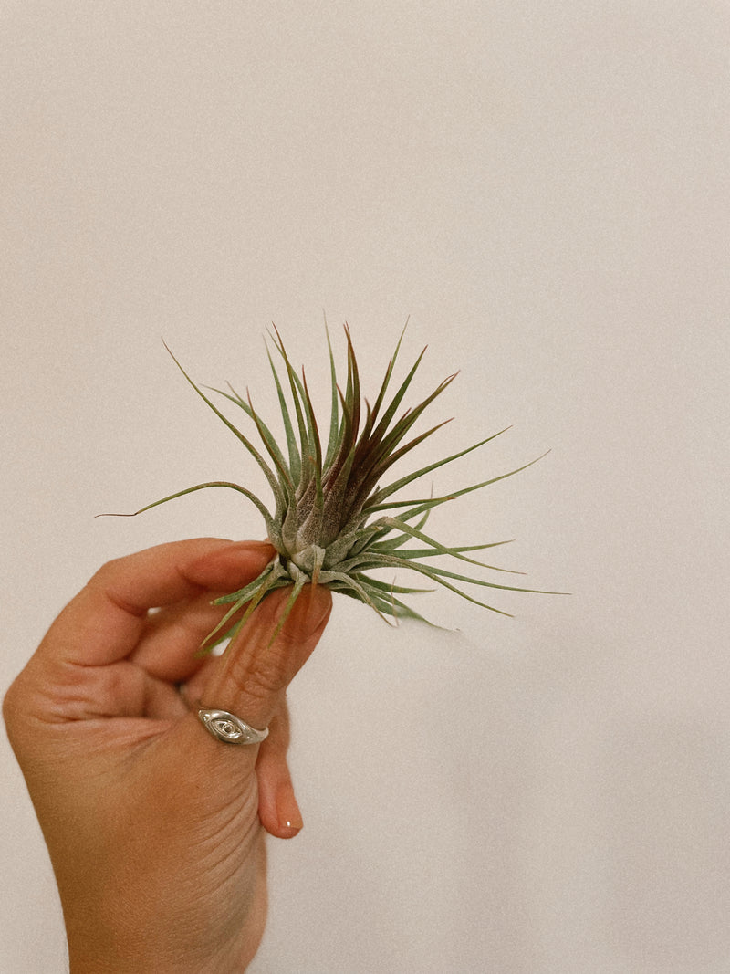 Airplant