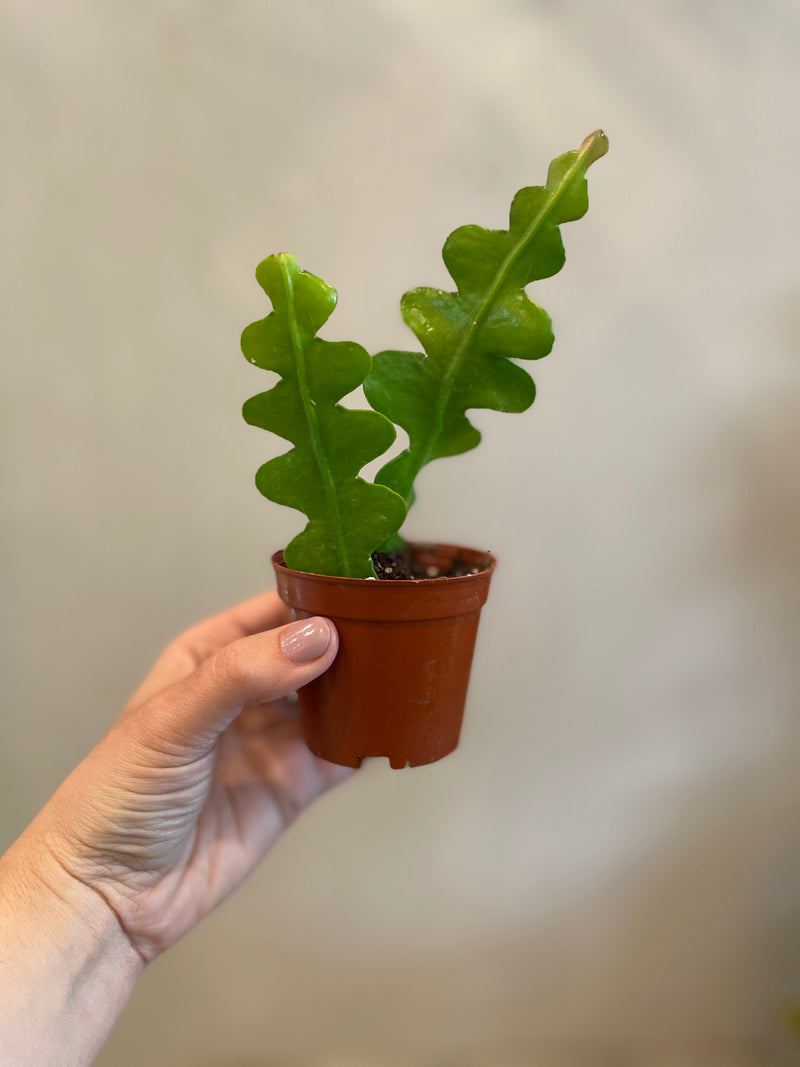 Fishbone Orchid Cactus