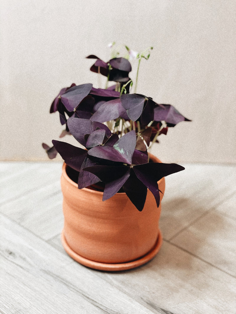 Oxalis Trianularis