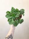 Ripple Peperomia (assorted)