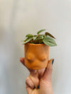 Ripple Peperomia (assorted)