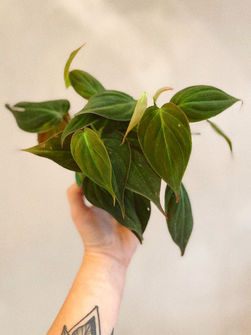 Philodendron 'Mican'