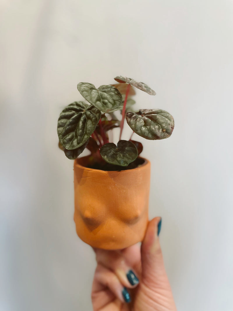 Ripple Peperomia (assorted)