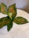 Aglaonema Sparkling Sarah