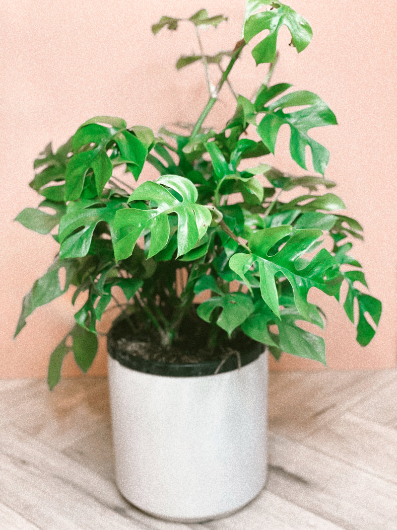 monstera minima Monstera Minima – The Terracotta Room