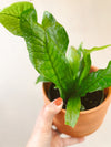 Crocodile Fern